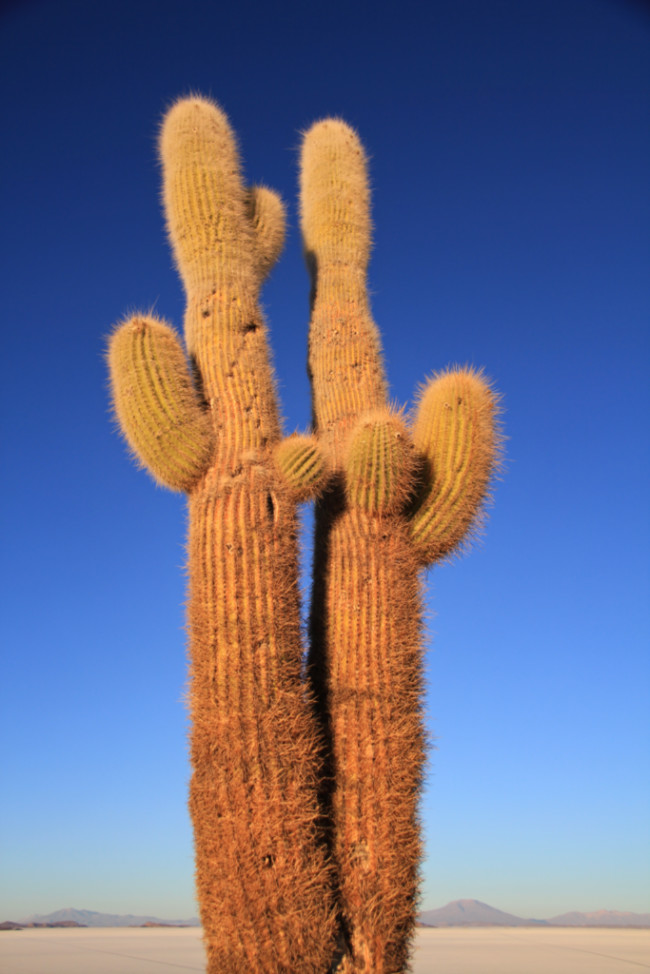 Bolivia salt flats-cactus